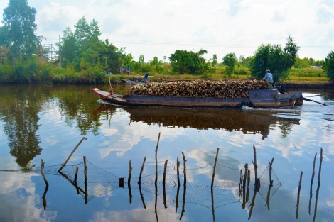 Sức sống mới trên đất rừng U Minh Hạ