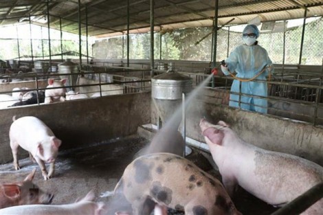 Ngăn chặn tối đa dịch tả heo châu Phi lây lan vào miền Nam
