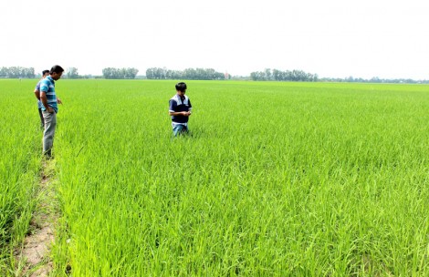 Phát triển nông nghiệp bền vững từ nguồn vốn tài trợ