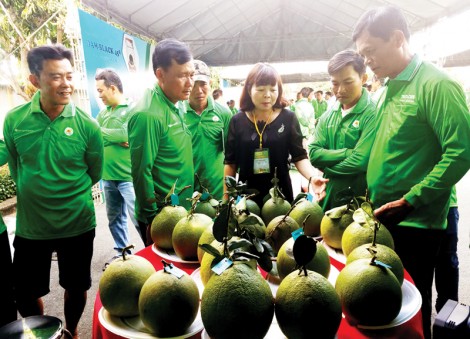 Sản xuất cây ăn trái bền vững tại ĐBSCL