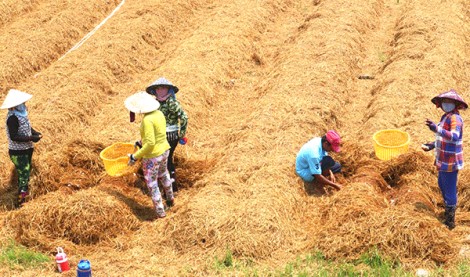 Luân canh cây trồng hiệu quả