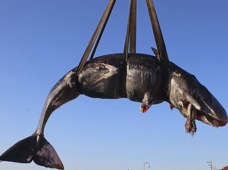 WWF cảnh báo về mối nguy rác thải nhựa tại Địa Trung Hải