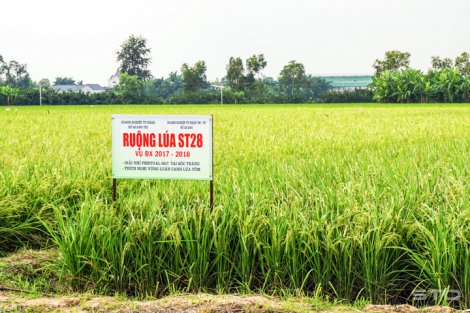 Thêm 3 giống lúa mới được công nhận giống cấp quốc gia
