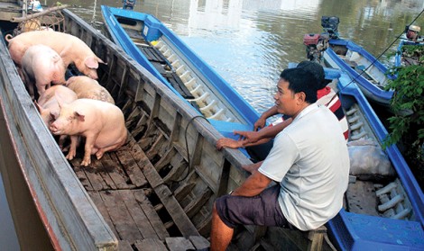 Giá heo hơi phục hồi