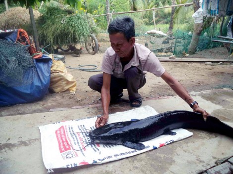 Tát ao bắt cá trê gần 12 kg, dài hơn 1m, để nuôi làm kiểng