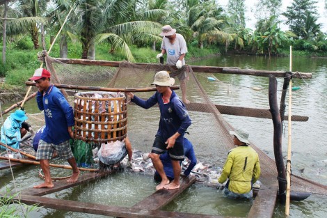 Giá cá tra nguyên liệu tăng trở lại