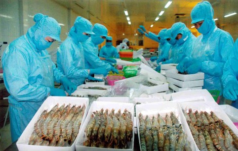 Xây dựng Bạc Liêu thành trung tâm ngành CN tôm của cả nước