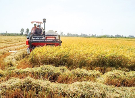 Phát triển kinh tế hợp tác ở huyện Vĩnh Thạnh
