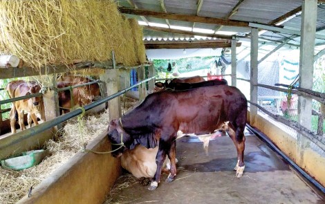 Giá bò thịt và bò giống tăng cao