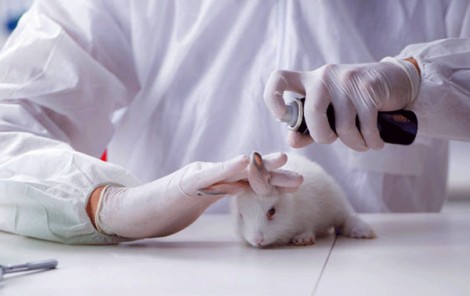 Các giải pháp thay thế cho thử nghiệm trên động vật