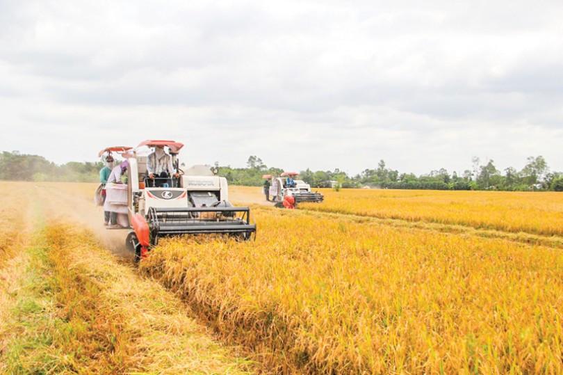 Để ngành lúa gạo thoát cảnh "nay trồi, mai sụt"…