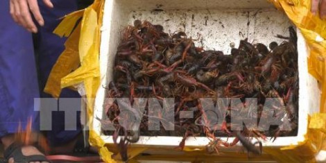Công văn hỏa tốc yêu cầu kiểm soát tôm hùm đất tại Việt Nam