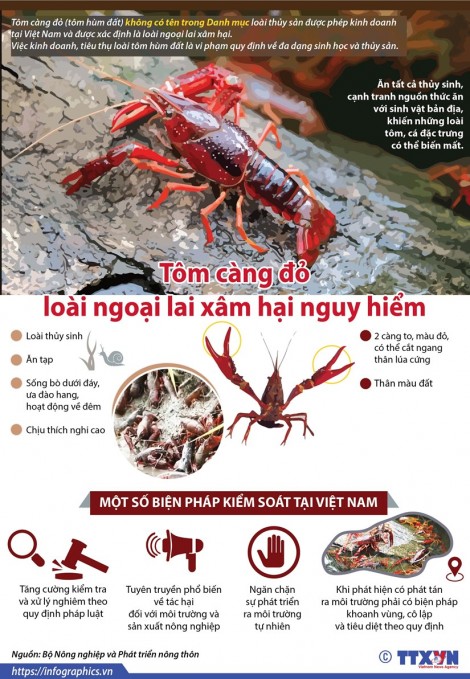Tôm càng đỏ - loài ngoại lai xâm hại nguy hiểm