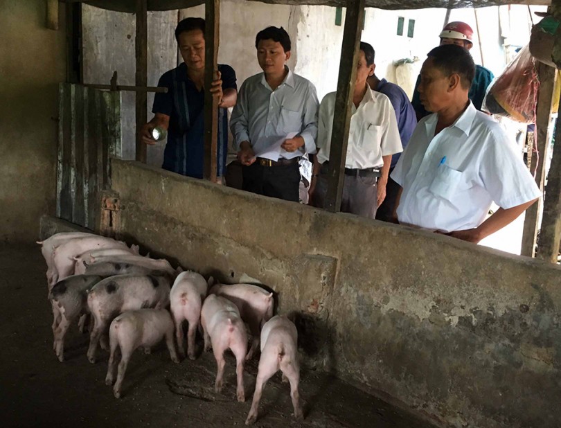Dịch tả heo châu Phi xuất hiện tại thành phố Long Xuyên, An Giang