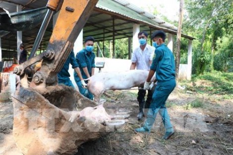 Vĩnh Long họp khẩn vì phát hiện 3 ổ dịch tả heo châu Phi
