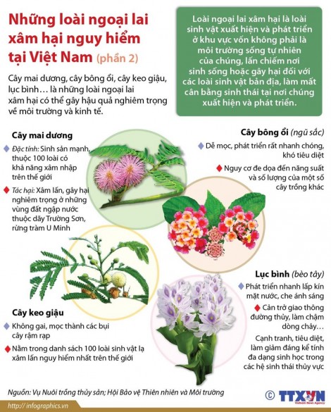 Những loài thực vật ngoại lai xâm hại nguy hiểm tại Việt Nam