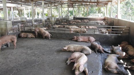 Sóc Trăng: Phát hiện ổ dịch tả heo châu Phi thứ hai