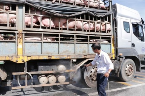 Dịch tả heo châu Phi đã lan ra 46 tỉnh, thành phố trên cả nước