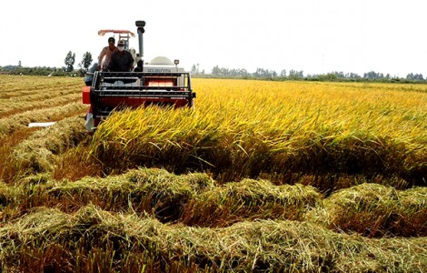 Cơ hội hợp tác đầu tư với Bờ Biển Ngà trong lĩnh vực nông nghiệp