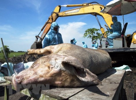 Công điện của Thủ tướng về phòng chống dịch tả heo châu Phi