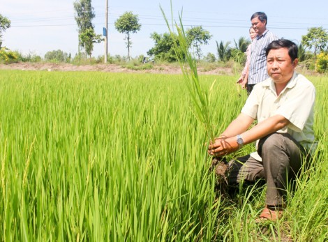Lúa sạch