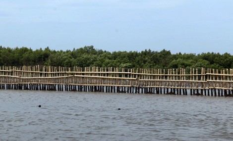 Kiên Giang khôi phục rừng phòng hộ ven biển