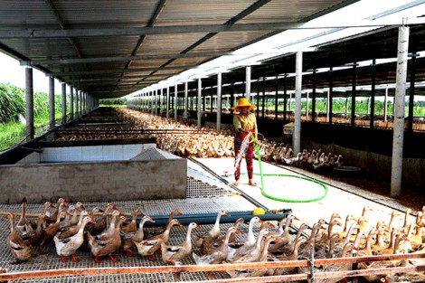 Khó xây dựng mô hình liên kết trong chăn nuôi vịt