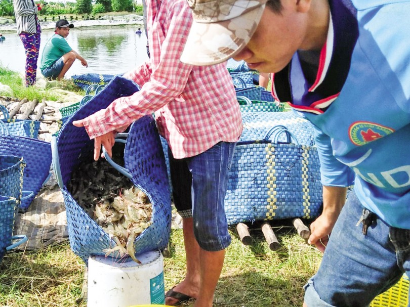Tôm vào mùa thu hoạch 

Rớt giá, "dội chợ"