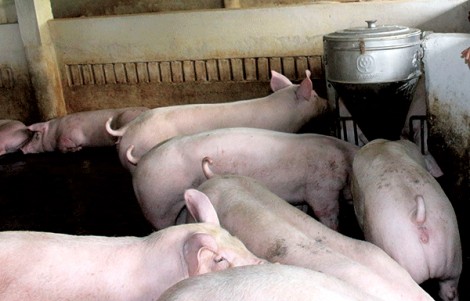 Vĩnh Thạnh ứng phó khẩn cấp với bệnh dịch tả heo châu Phi