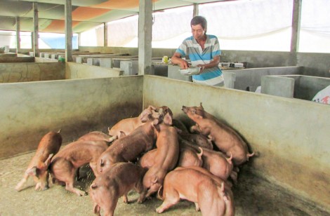 Heo bị tiêu hủy do bệnh dịch tả heo châu Phi được hỗ trợ cao nhất là 30.000 đồng/kg