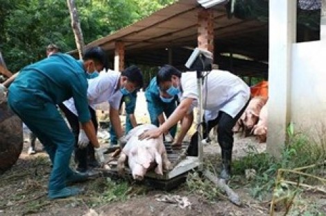Việt Nam sản xuất thành công vaccine phòng dịch tả heo châu Phi