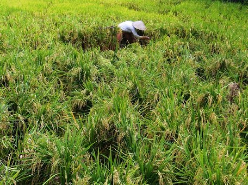 Trên 1.500ha lúa đổ ngã do mưa giông