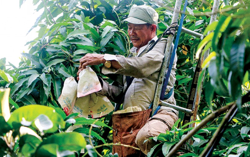 Xây dựng "lai lịch minh bạch" cho nông sản xuất khẩu