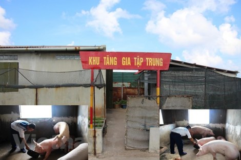 Bài 4: "Cổ tích" có thật về phát triển "nông nghiệp tự túc" trên đảo