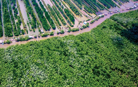 Phát triển kinh tế rừng ở U Minh Hạ