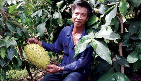 Nhân rộng mô hình trồng cây ăn trái  hiệu quả cao