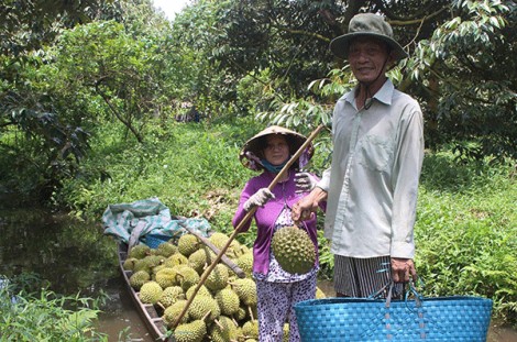 Thu nhập cao nhờ trồng sầu riêng