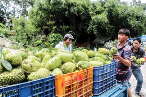 Nông dân trồng mãng cầu xiêm phấn khởi 
vì giá tăng