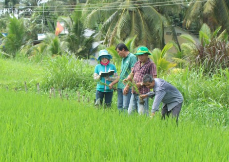 Giải pháp tối ưu phòng trừ bệnh cháy bìa lá