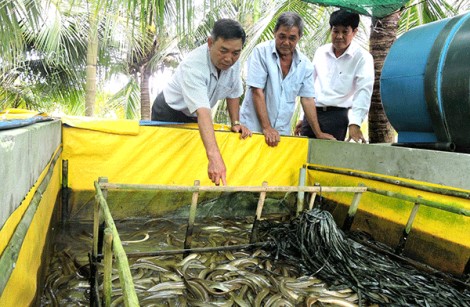 Phát triển nghề nuôi lươn không bùn