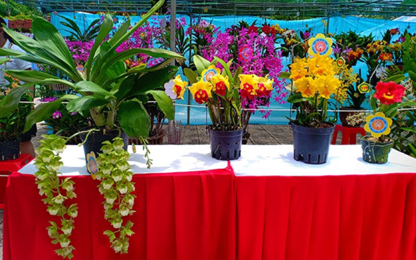 175 tác phẩm tham gia Hội thi Hoa Lan mở rộng lần 6-2019