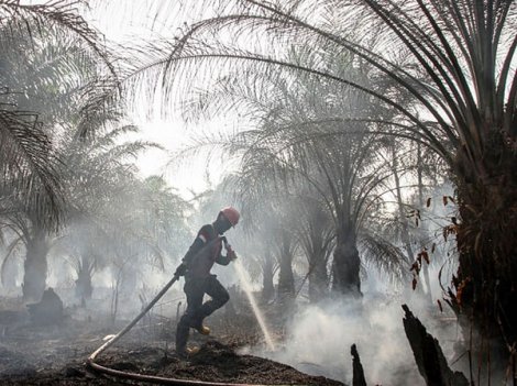 Căng thẳng vì cháy rừng ở Indonesia