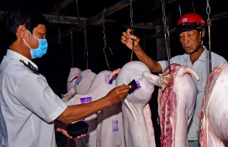 Trung tâm Giống Nông nghiệp Cà Mau “vỡ trận” chống dịch tả heo Châu Phi