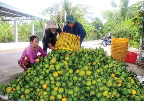Giá nhiều loại cam giảm thấp