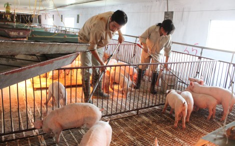 Tăng cường kiểm soát vận chuyển heo, sản phẩm từ heo qua biên giới