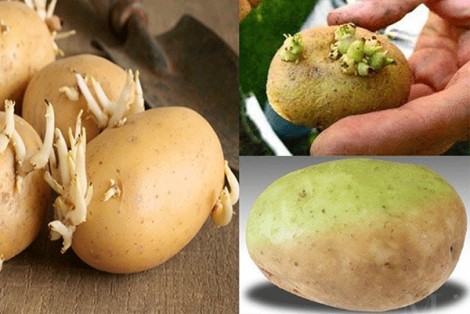Điểm mặt một số thực phẩm chứa chất độc tự nhiên