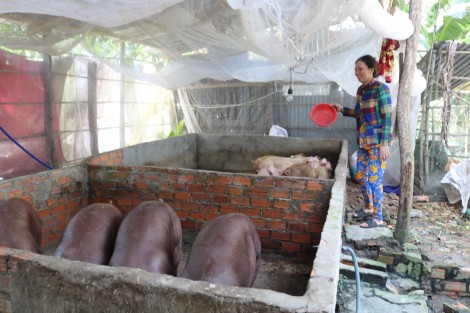 Cần hỗ trợ người chăn nuôi heo tái đàn