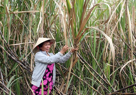 Người trồng mía kêu cứu