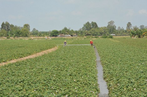 “Vương quốc” khoai lang ở miền Tây