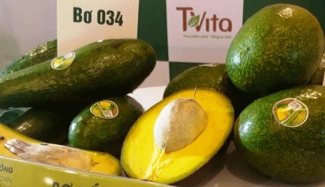 Hợp chất trong bơ có thể phòng chống tiểu đường típ 2